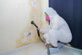 Best Attic Mold Removal  in Montgomery, IL